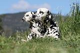 DALMATIEN 040